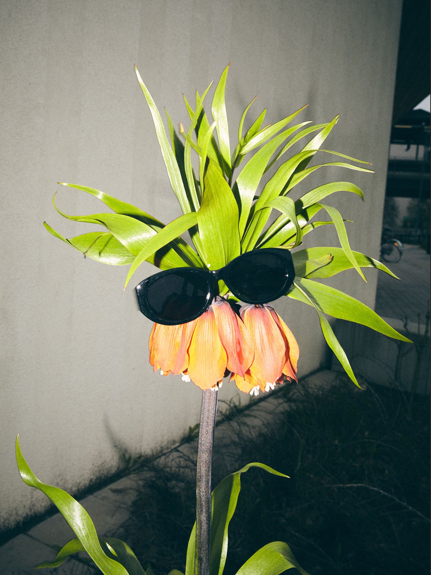 Black Cleo Sunglasses