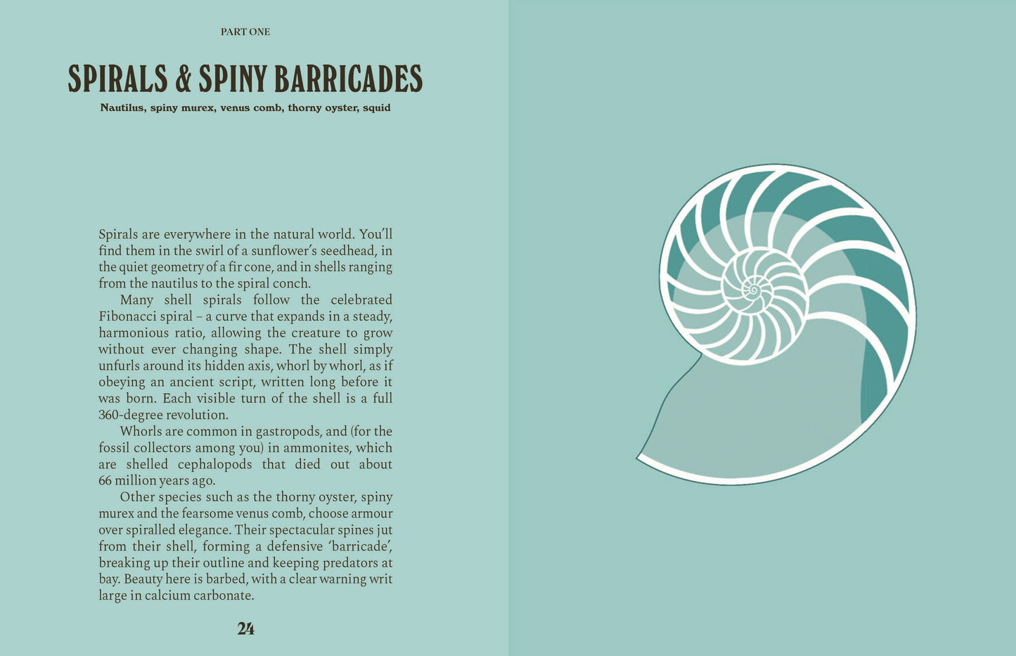 Shells: A Guide For The Curious